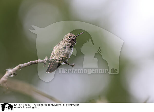 Anna's hummingbird / FF-13887