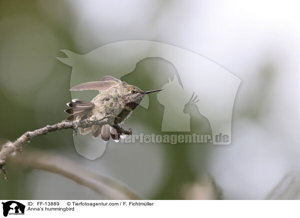 Annakolibri / Anna's hummingbird / FF-13889