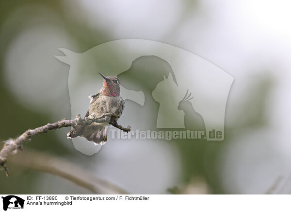 Anna's hummingbird / FF-13890