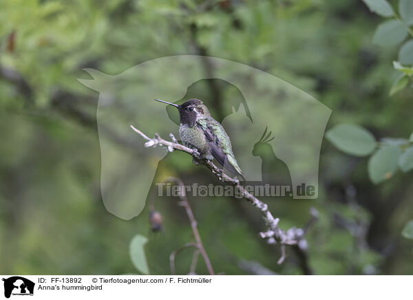 Anna's hummingbird / FF-13892