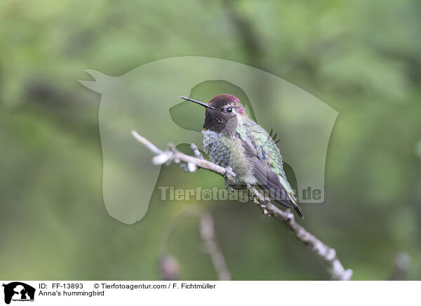 Anna's hummingbird / FF-13893