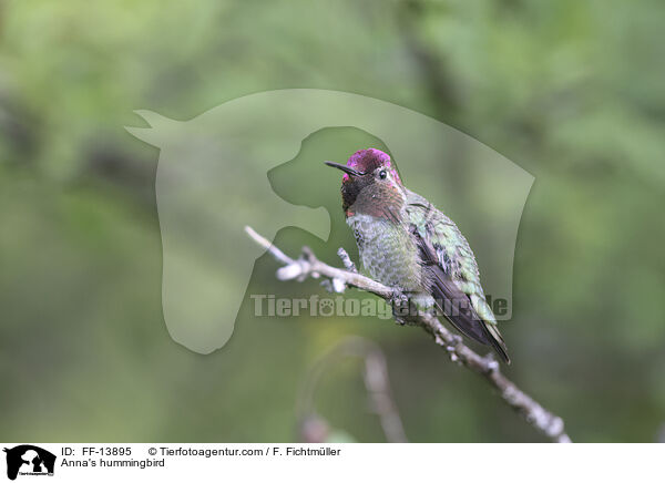 Annakolibri / Anna's hummingbird / FF-13895