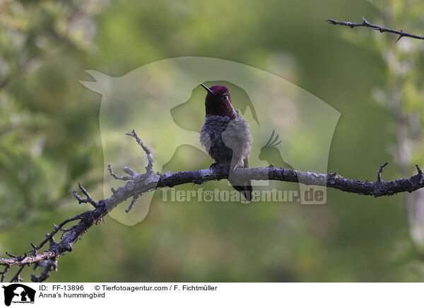 Anna's hummingbird / FF-13896