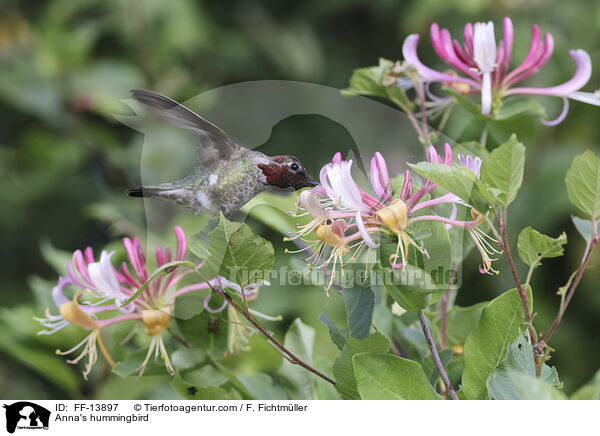 Anna's hummingbird / FF-13897