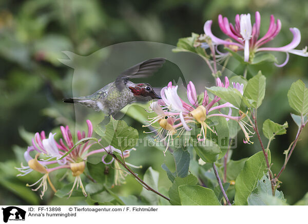 Anna's hummingbird / FF-13898