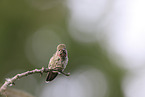 Anna's hummingbird