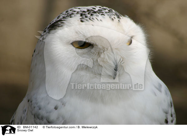 Snowy Owl / BM-01142