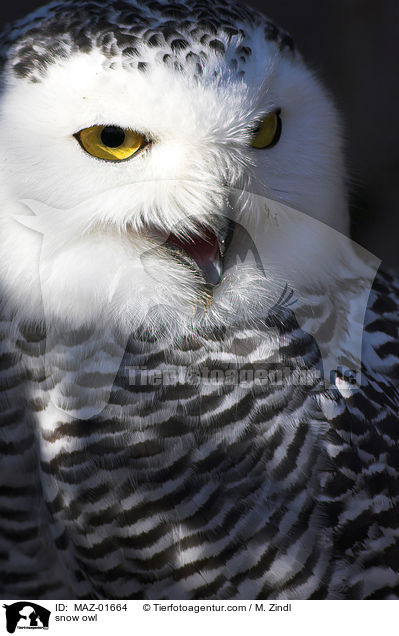 Schnee-Eule / snow owl / MAZ-01664