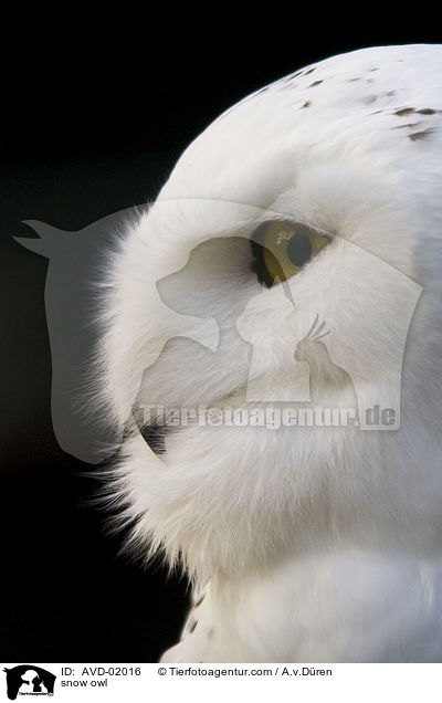snow owl / AVD-02016