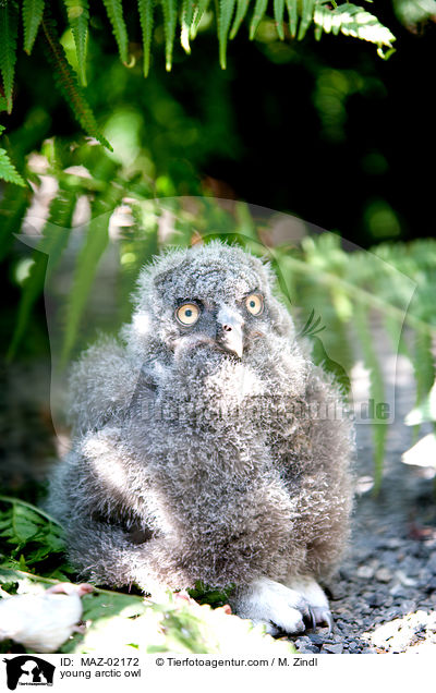 young arctic owl / MAZ-02172