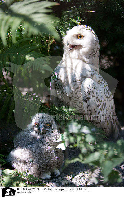 Schneeeulen / arctic owls / MAZ-02174