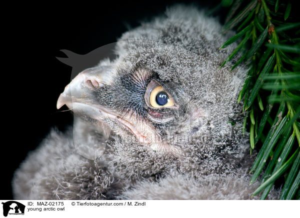young arctic owl / MAZ-02175