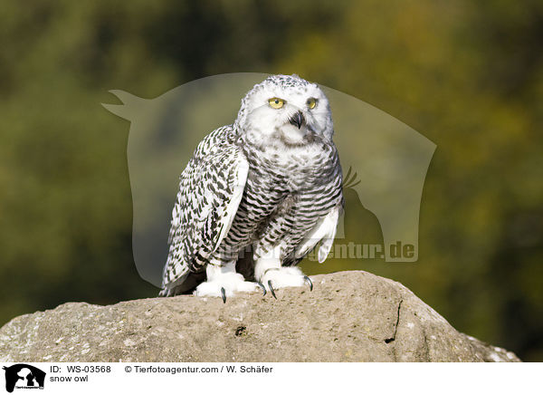 snow owl / WS-03568