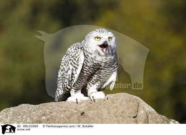 snow owl / WS-03569