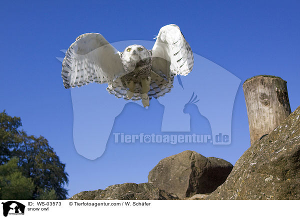 snow owl / WS-03573