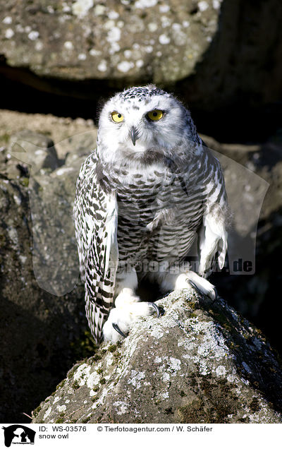 Schneeeule / snow owl / WS-03576