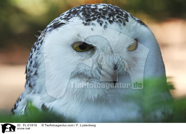 Schneeeule / snow owl / FL-01819