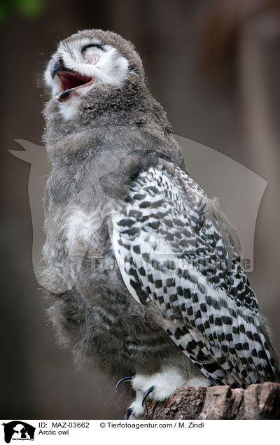 Schneeeule / Arctic owl / MAZ-03662