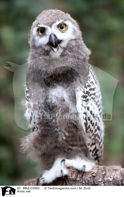 Arctic owl / MAZ-03663