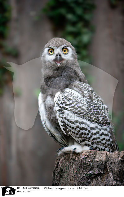 Arctic owl / MAZ-03664