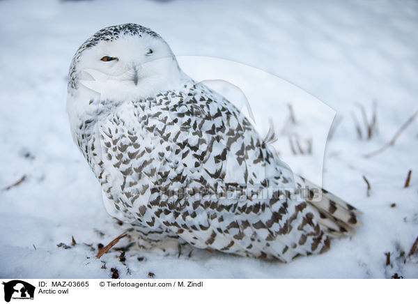Schneeeule / Arctic owl / MAZ-03665