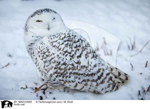 Arctic owl / MAZ-03665