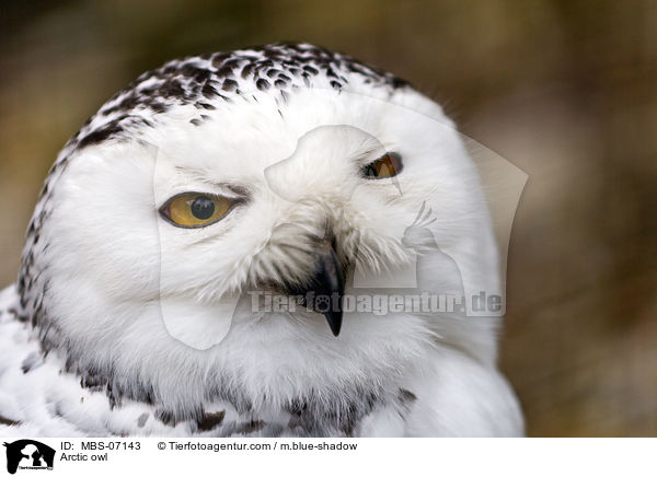Arctic owl / MBS-07143