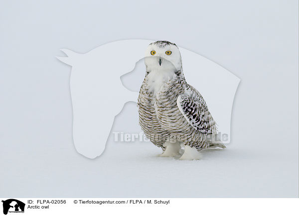 Arctic owl / FLPA-02056