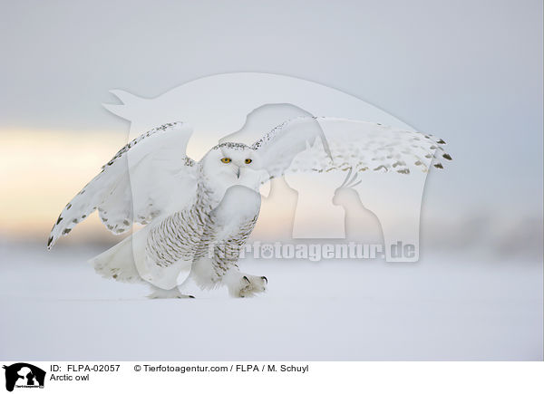 Schneeeule / Arctic owl / FLPA-02057