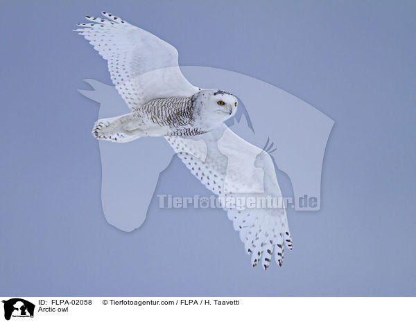 Arctic owl / FLPA-02058