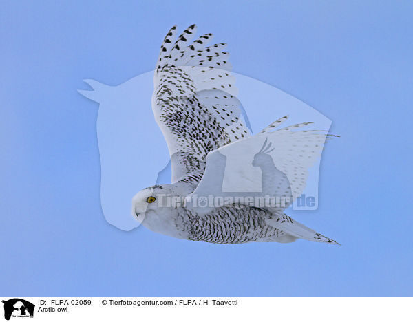 Arctic owl / FLPA-02059