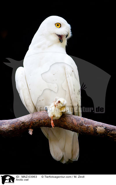 Arctic owl / MAZ-03963