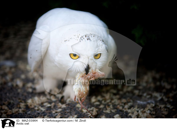 Schneeeule / Arctic owl / MAZ-03964