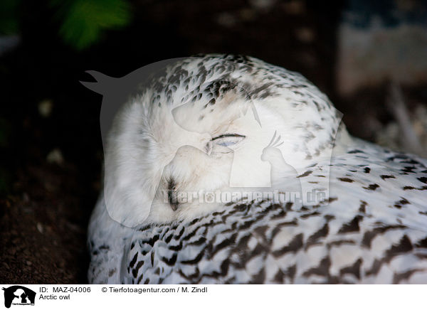Schneeeule / Arctic owl / MAZ-04006