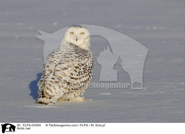 Schneeeule / Arctic owl / FLPA-03560