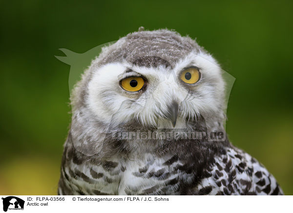 Schneeeule / Arctic owl / FLPA-03566