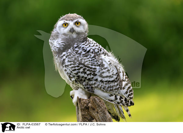 Schneeeule / Arctic owl / FLPA-03567