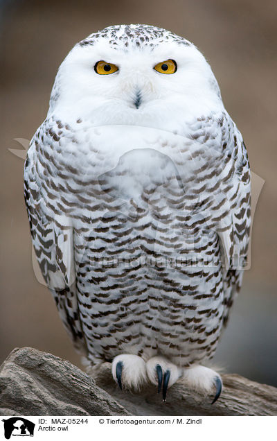 Arctic owl / MAZ-05244