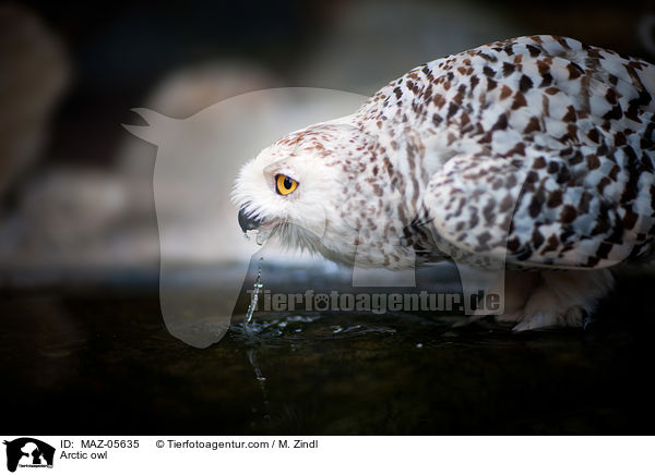 Schneeeule / Arctic owl / MAZ-05635