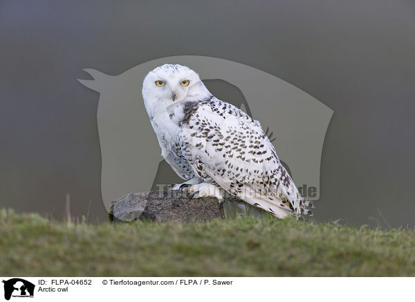 Arctic owl / FLPA-04652