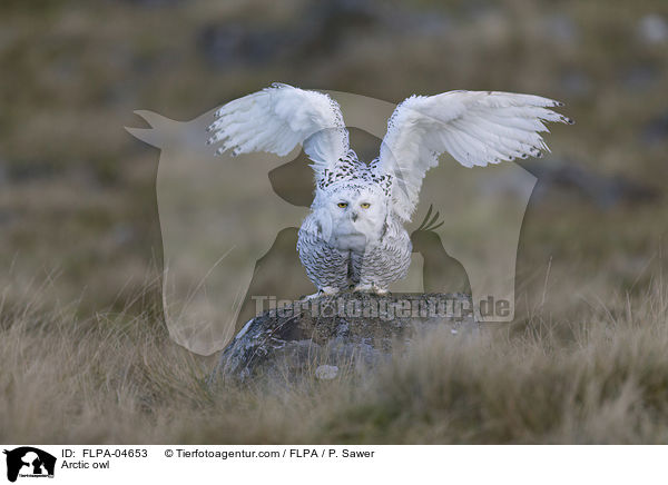 Schneeeule / Arctic owl / FLPA-04653