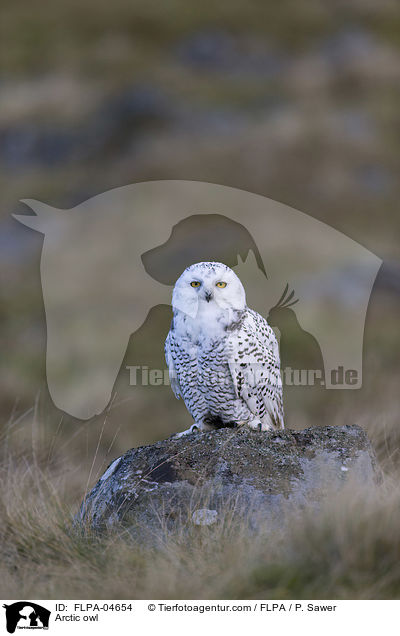 Arctic owl / FLPA-04654