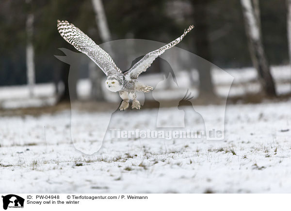 Schneeeule im Winter / Snowy owl in the winter / PW-04948