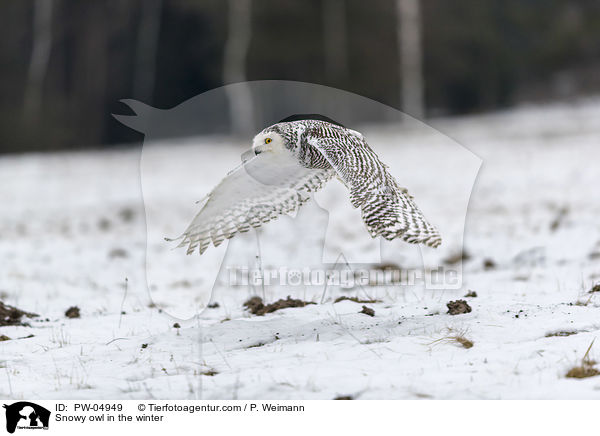 Snowy owl in the winter / PW-04949