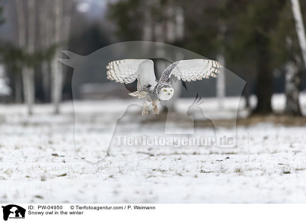 Snowy owl in the winter / PW-04950
