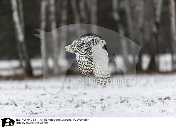 Schneeeule im Winter / Snowy owl in the winter / PW-04953
