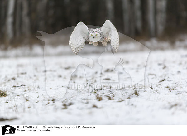 Schneeeule im Winter / Snowy owl in the winter / PW-04956