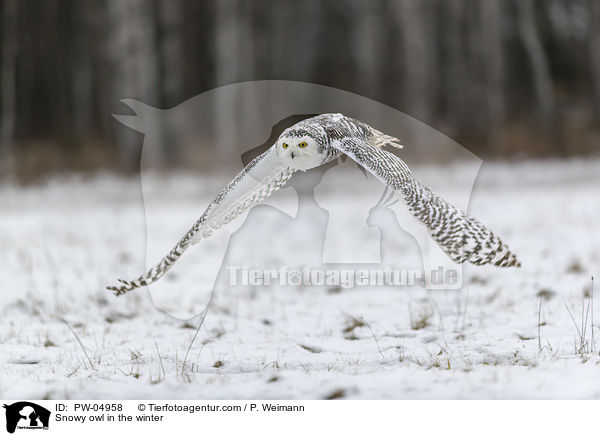 Schneeeule im Winter / Snowy owl in the winter / PW-04958