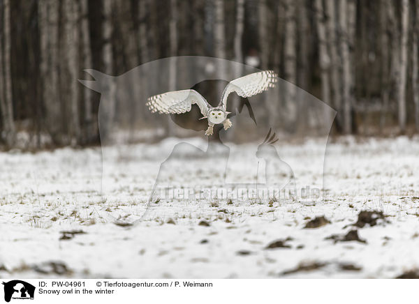 Snowy owl in the winter / PW-04961