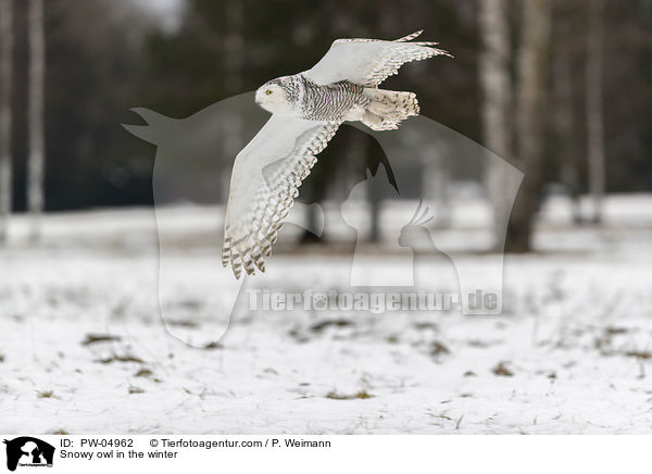 Schneeeule im Winter / Snowy owl in the winter / PW-04962